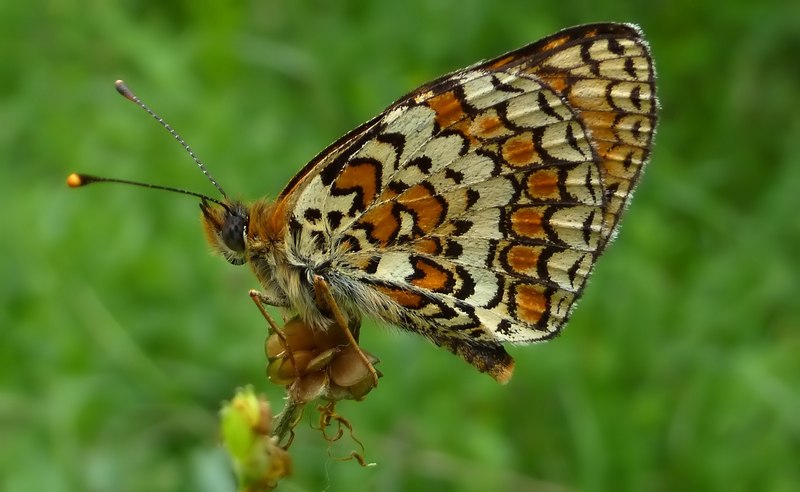 Melitaea sp. da determinare.... cfr. ornata