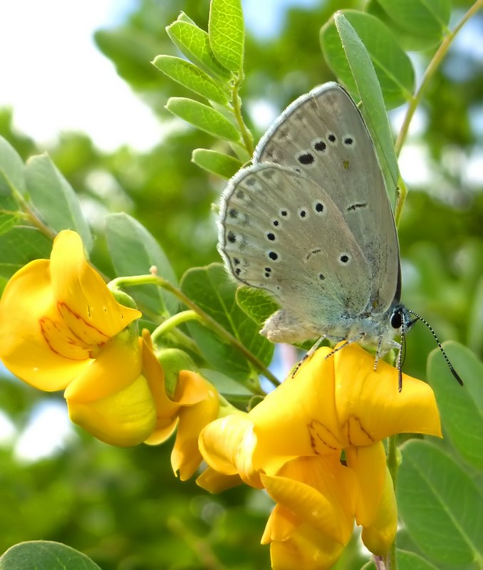 una specie difficile... - Iolana iolas