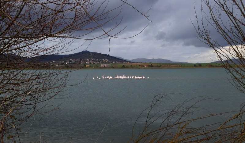 Fenicotteri in Umbria