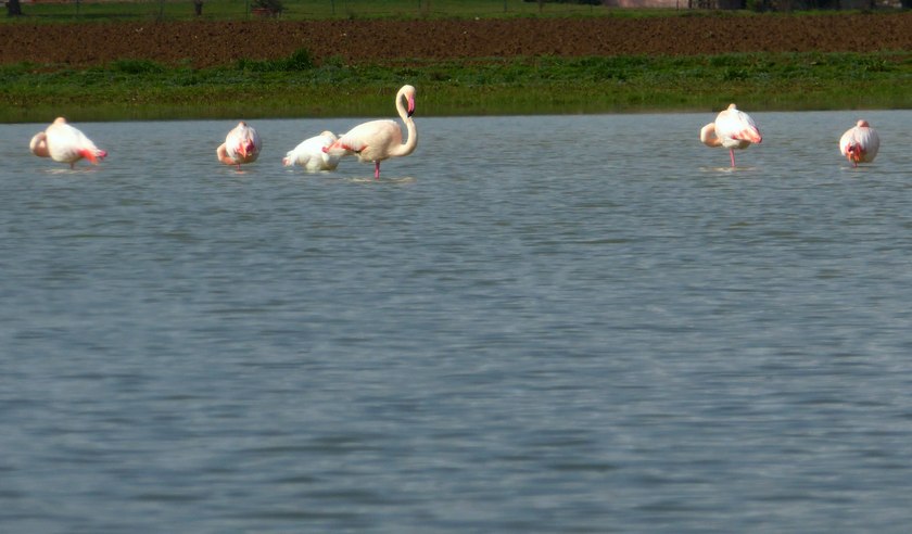 Fenicotteri in Umbria