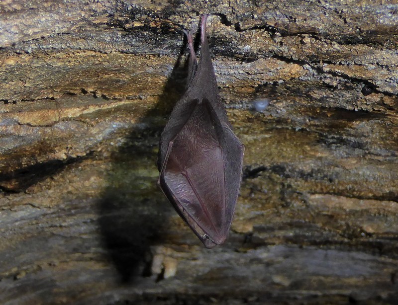 Rhinolophus hipposideros