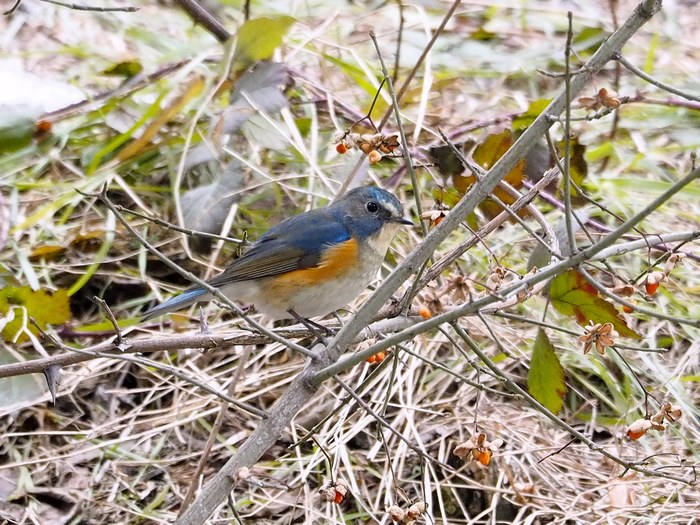 una rarit : Maschio di Codazzurro (Tarsiger cyanurus),