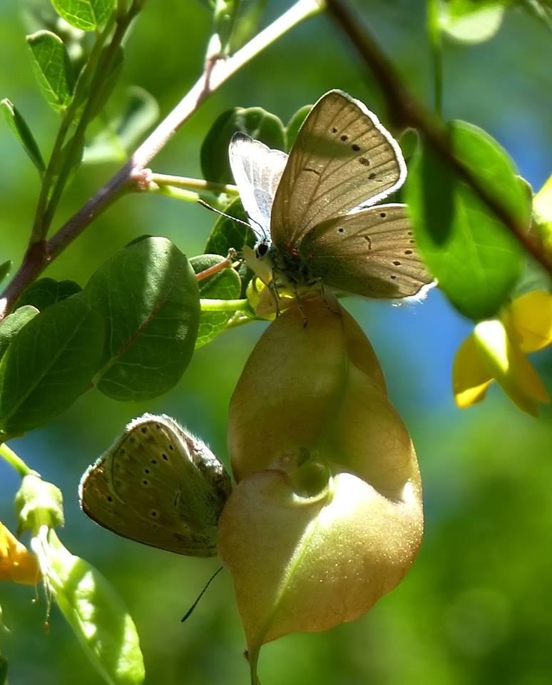 M e F  : foto di coppia