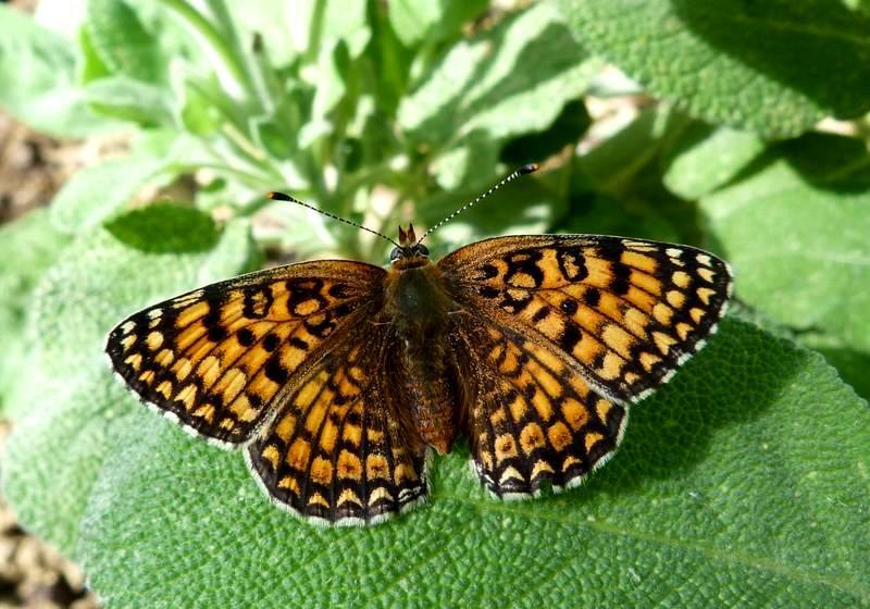 Melitaea phoebe / ornata