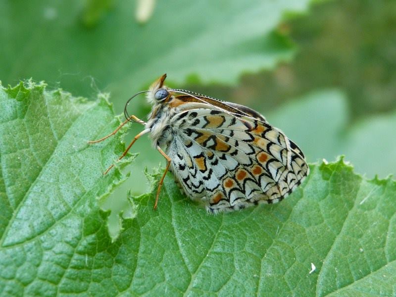 Melitaea phoebe / ornata