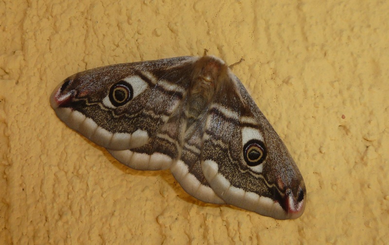 Saturnia pavoniella