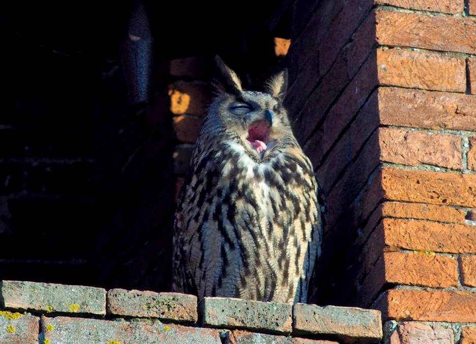 Gufo annoiato:  Gufo reale (Bubo bubo)