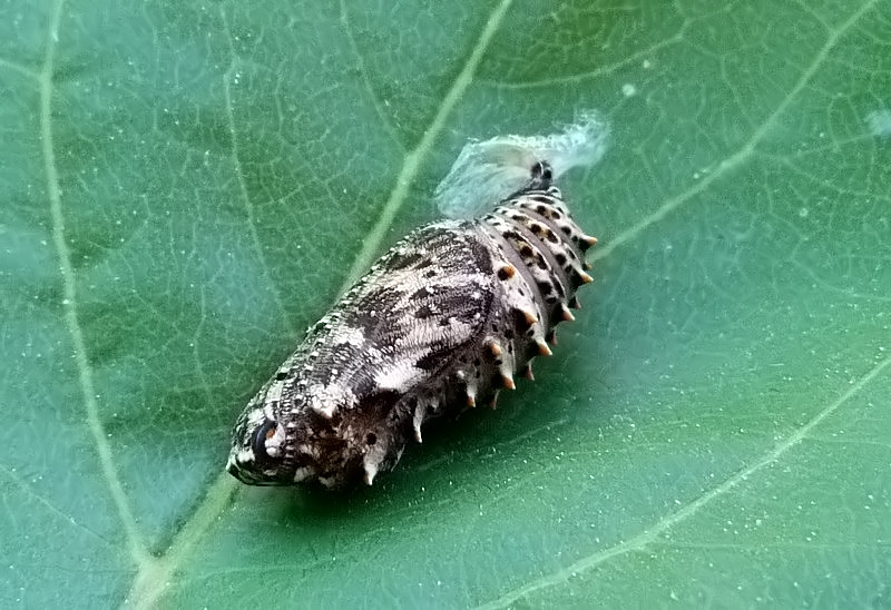 Melitaea phoebe / ornata