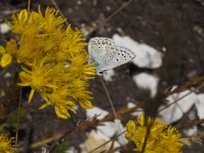 Polyommatus da 