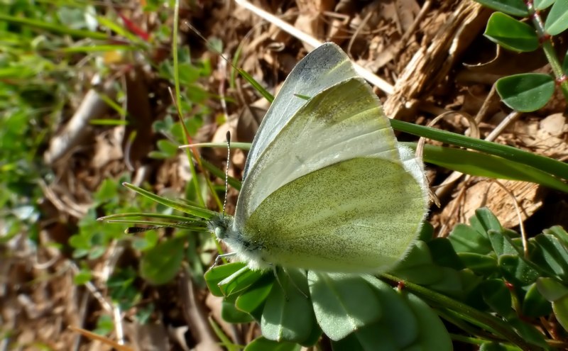 due pieridi.... - Pieris ergane e Pieris mannii