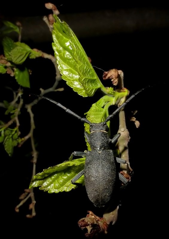Morimus asper