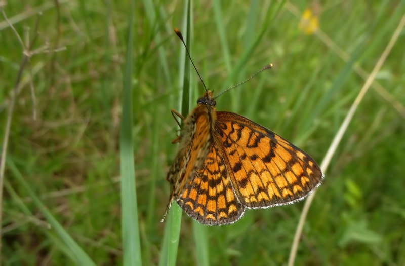 Melitaea sp. da determinare.... cfr. ornata