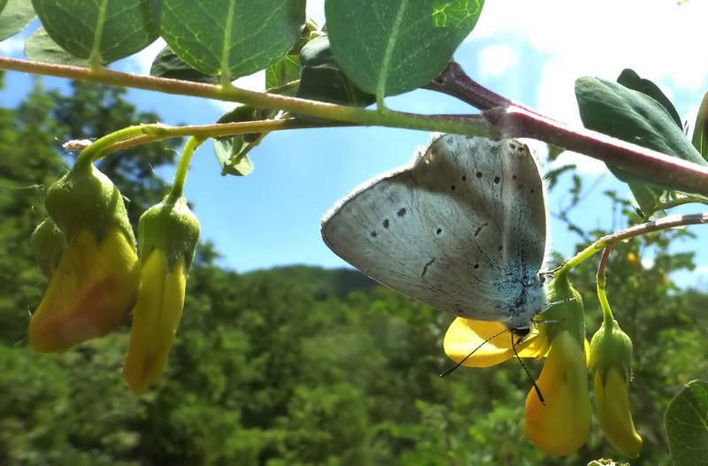 una specie difficile... - Iolana iolas