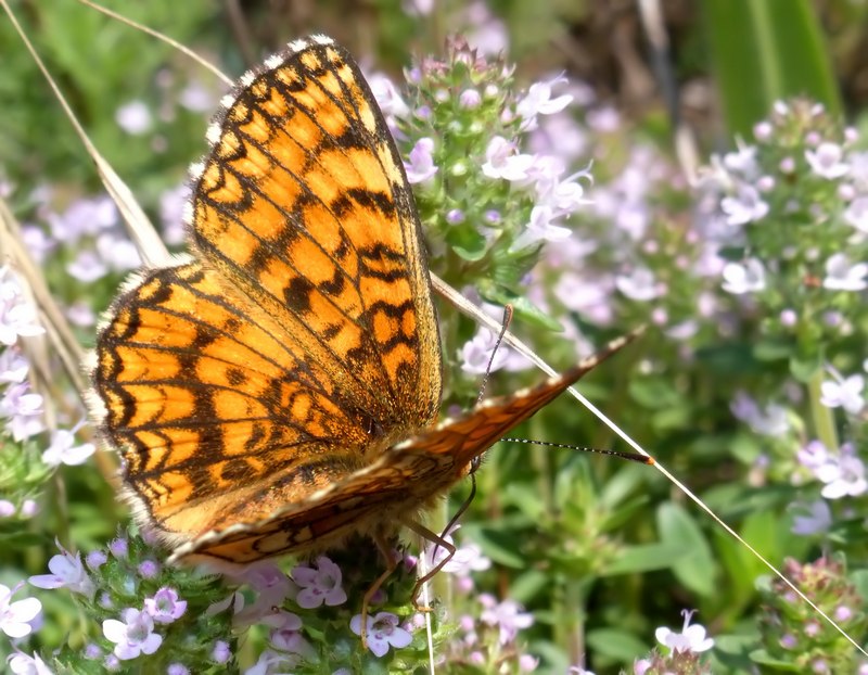 strana Melitaea athalia.....