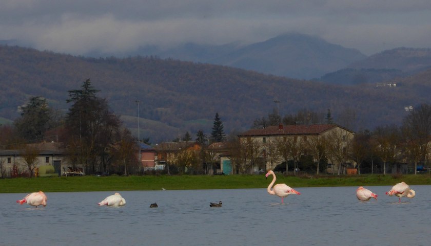 Fenicotteri in Umbria