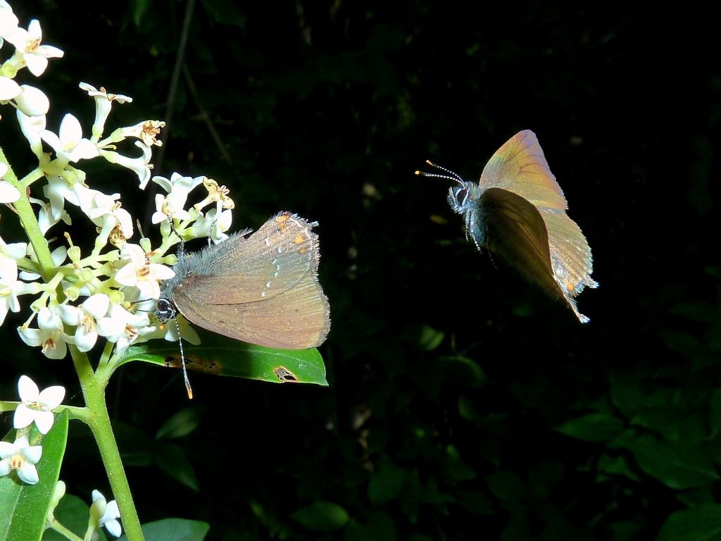 Colias.??? - Colias crocea