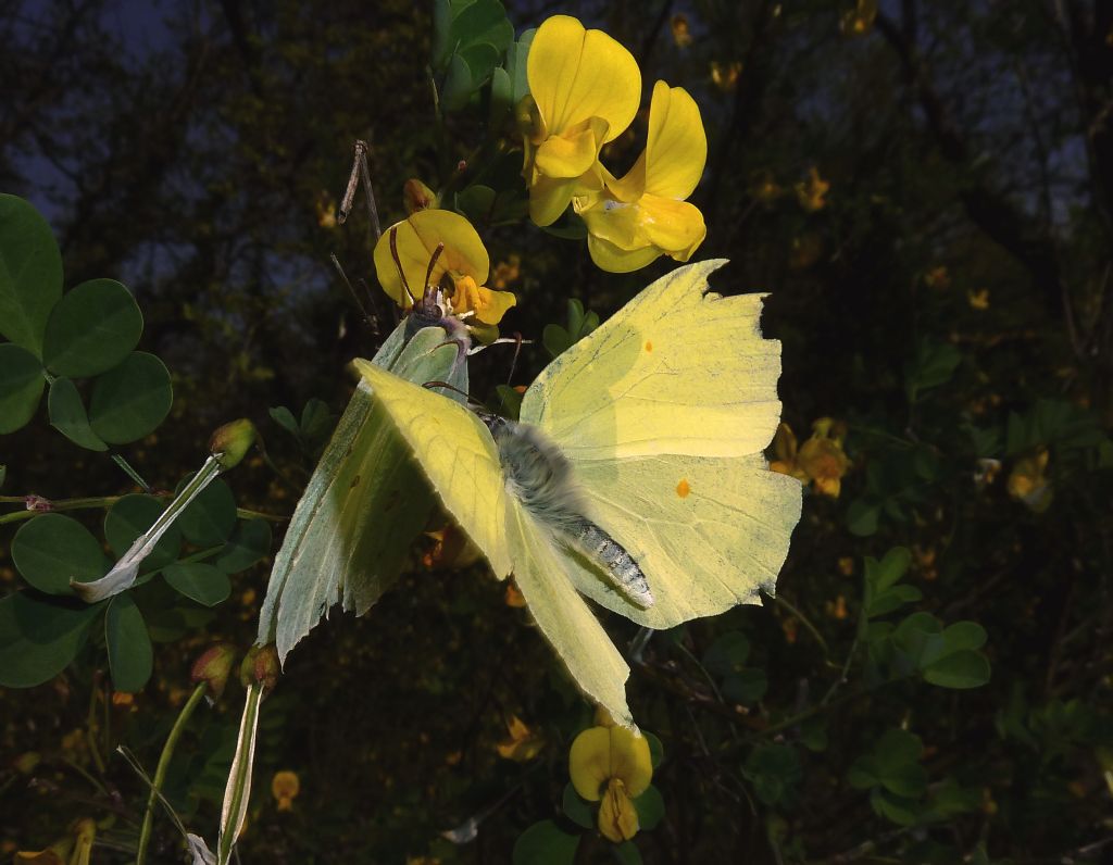 Colias.??? - Colias crocea