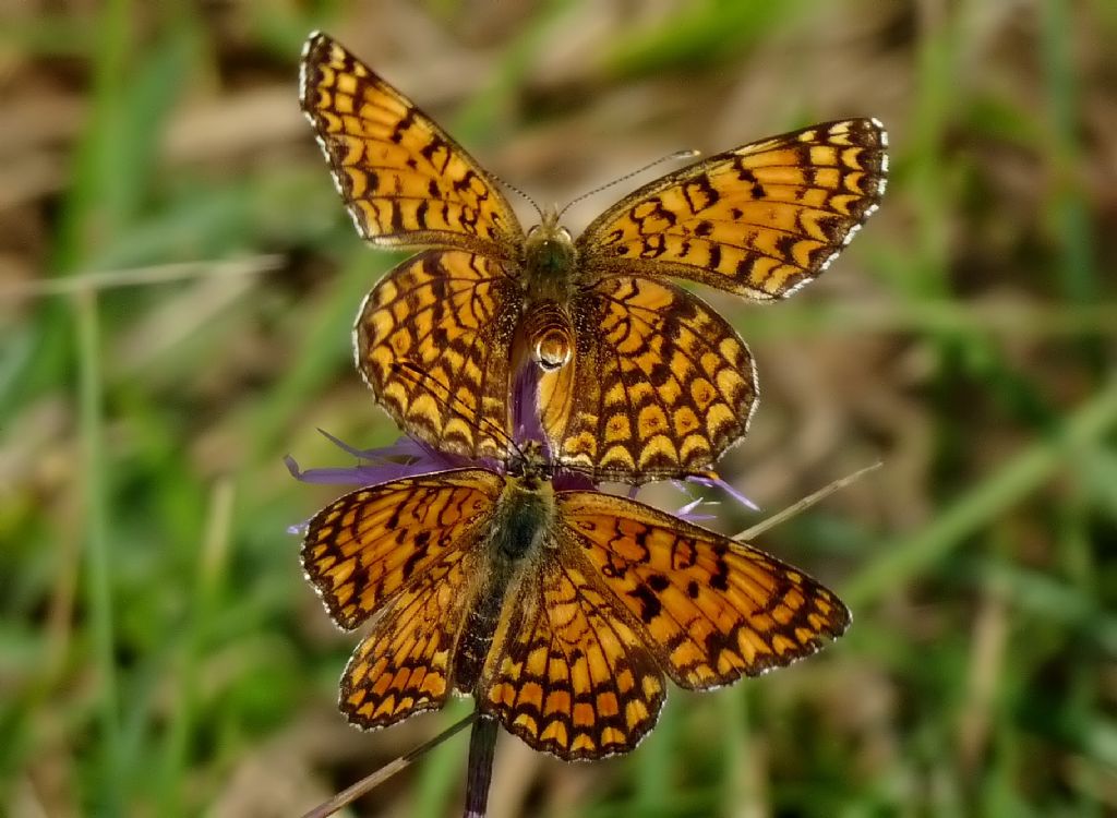 Colias.??? - Colias crocea