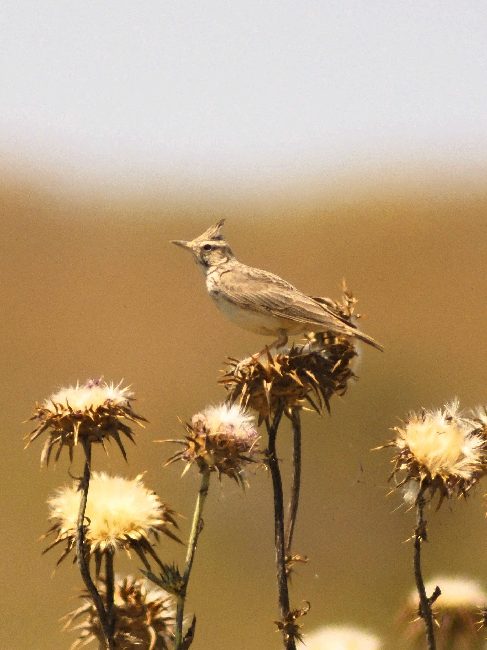 Cappellaccia (Galerida cristata)