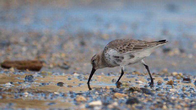 Piovanello pancianera (Calidris alpina)