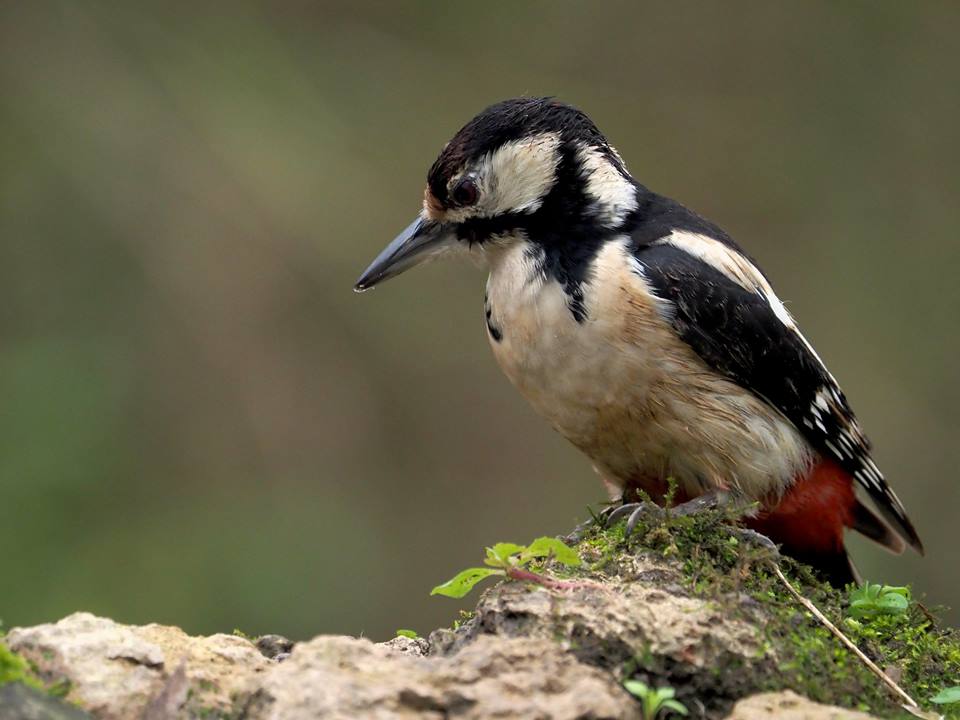 Picchio rosso maggiore (Dendrocopos major)