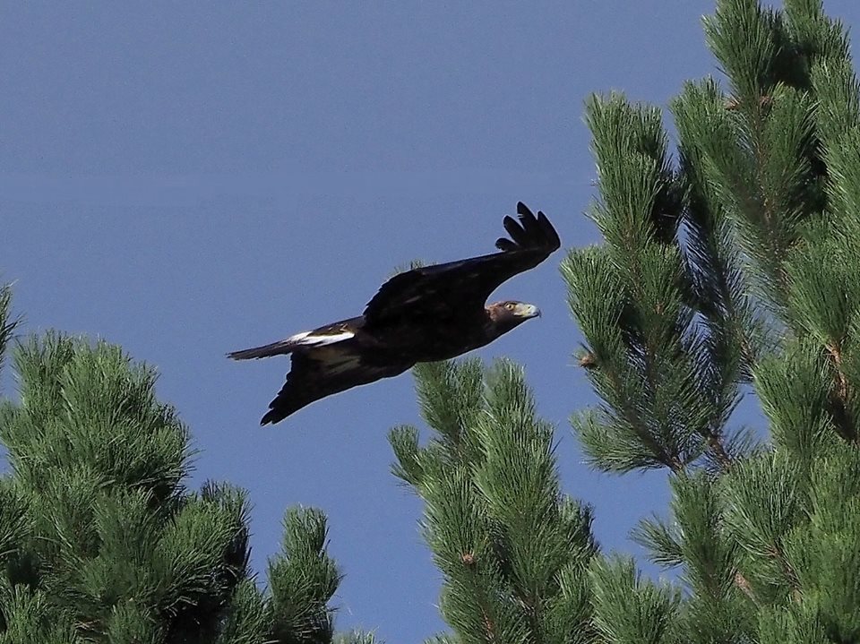 Aquila reale (Aquila chrysaetos)