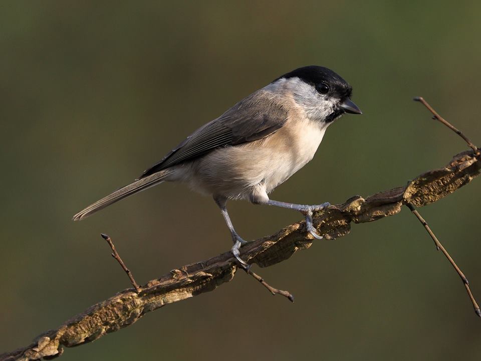 Cincia bigia (Poecile palustris)