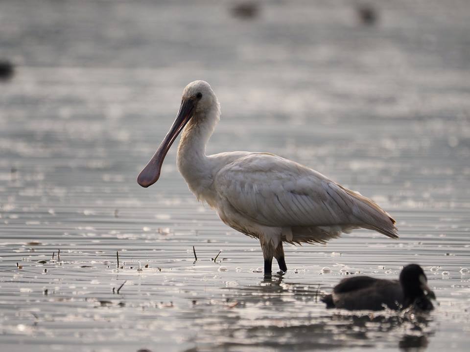 Spatola (Platalea leucorodia)