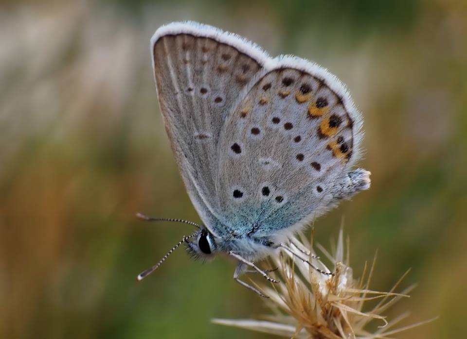 Plebejus idas o argyrognomon??