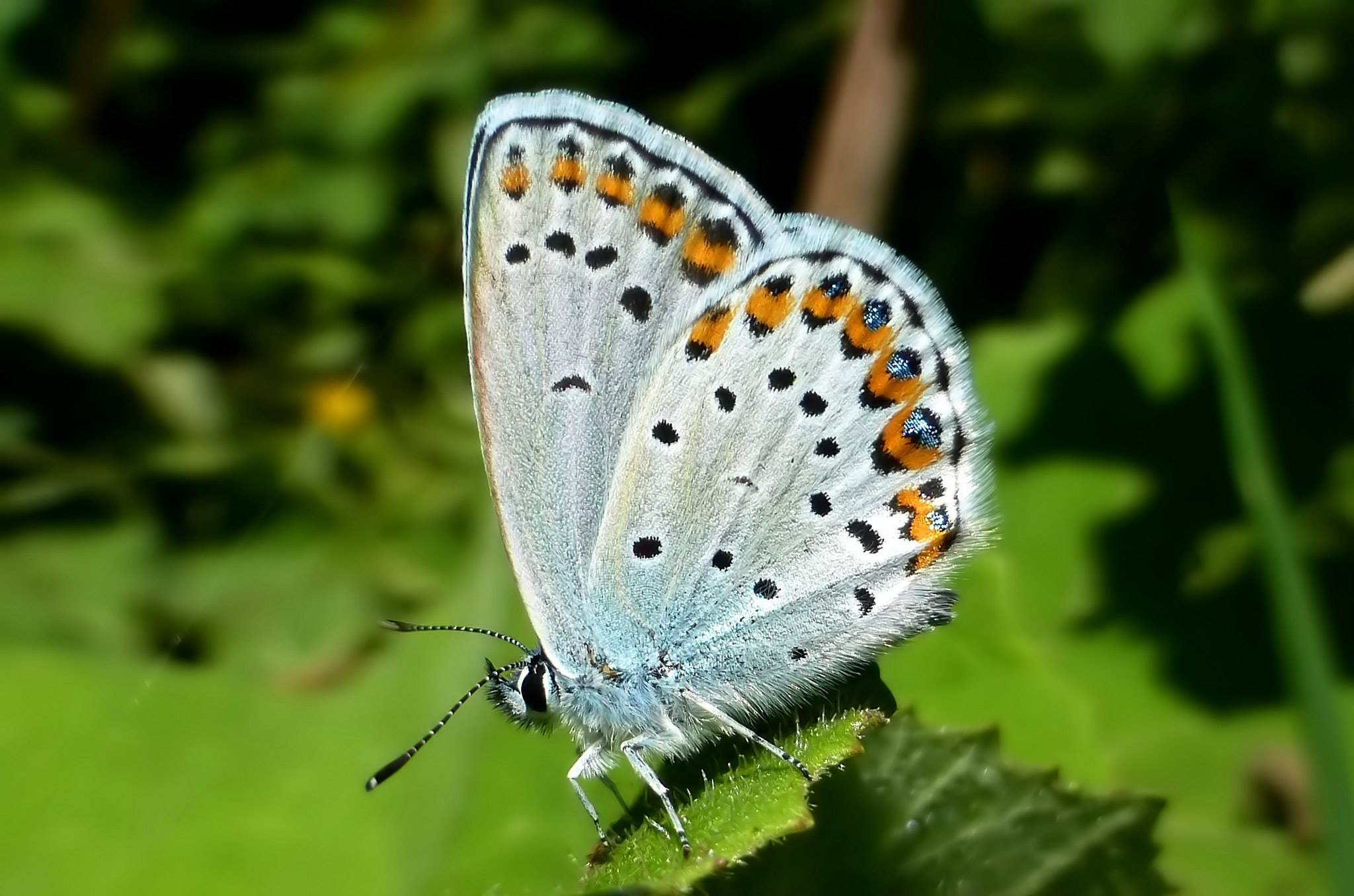 Plebejus idas o argyrognomon??