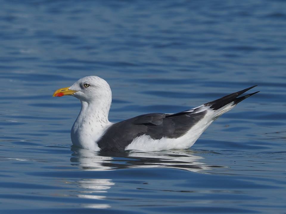 Zafferano (Larus fuscus)