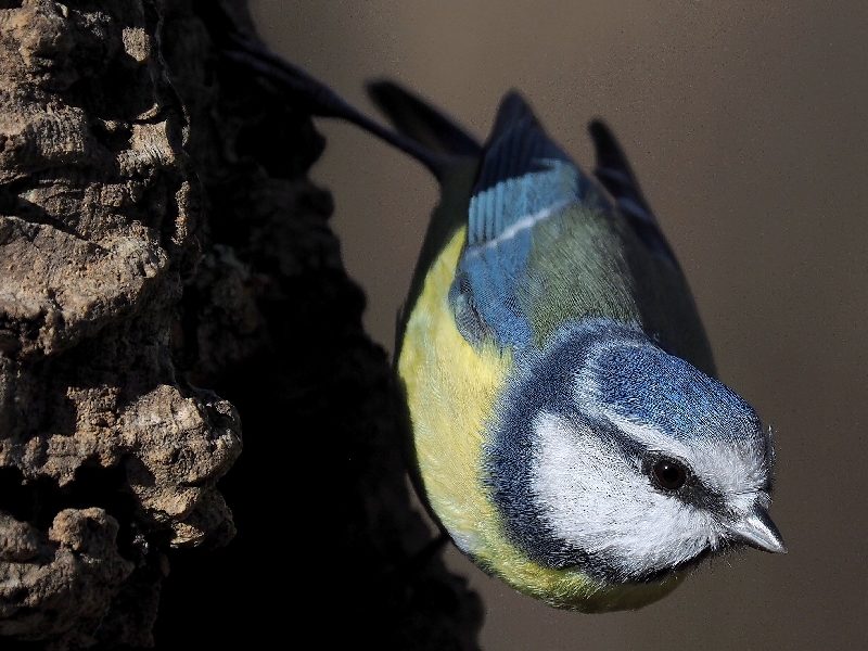 Close Up di Cinciarella (Cyanistes caeruleus)