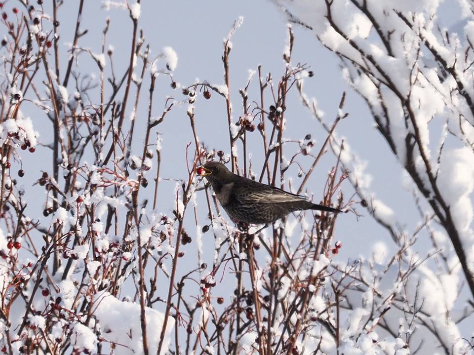 Merlo dal collare ((Turdus torquatus )