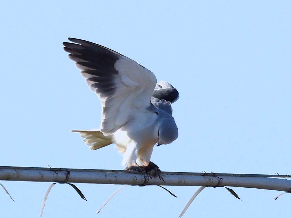 Nibbio bianco (Elanus caeruleus)