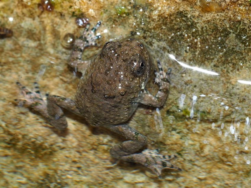 Ululoni umbri (Bombina pachypus)