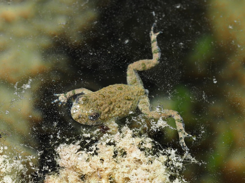 Ululoni umbri (Bombina pachypus)