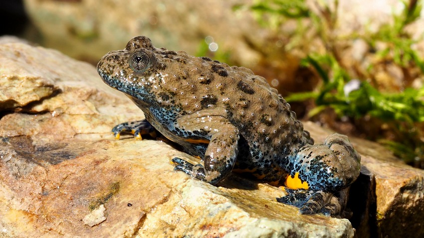 Ululoni umbri (Bombina pachypus)