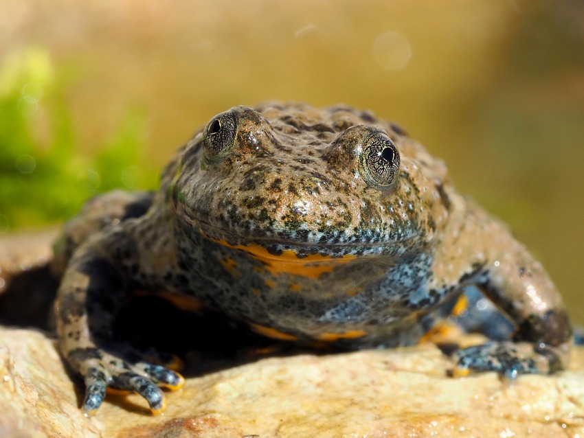 Ululoni umbri (Bombina pachypus)