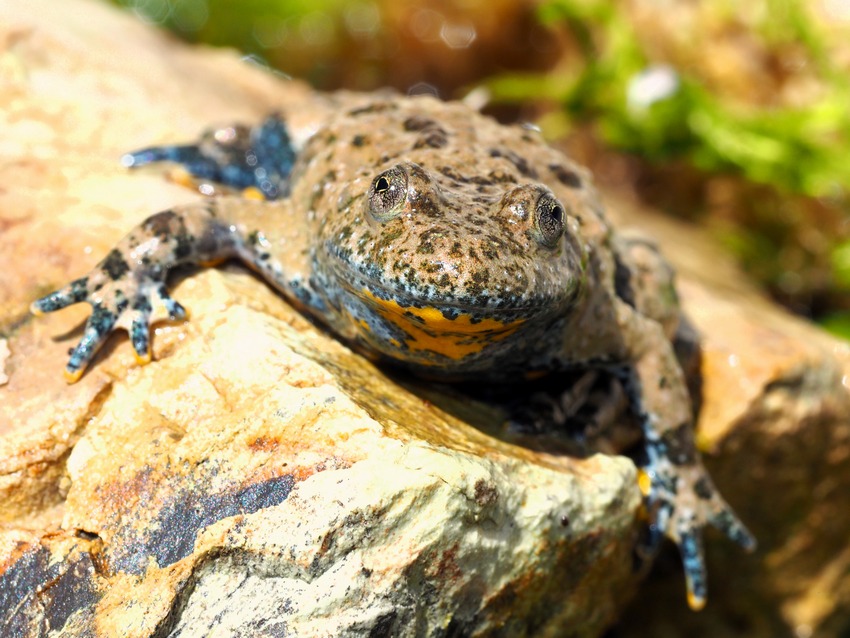 Ululoni umbri (Bombina pachypus)