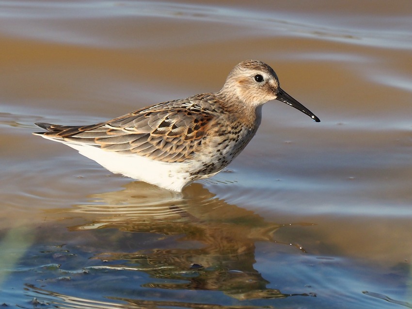 Uccelli alla Salina di Stintino