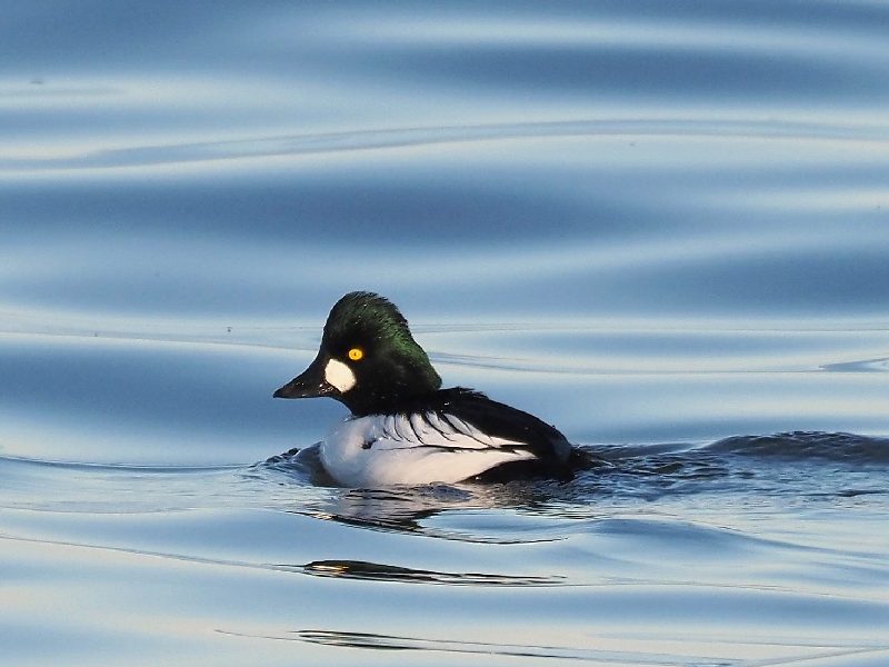 Quattrocchi  (Bucephala clangula) ♀♂