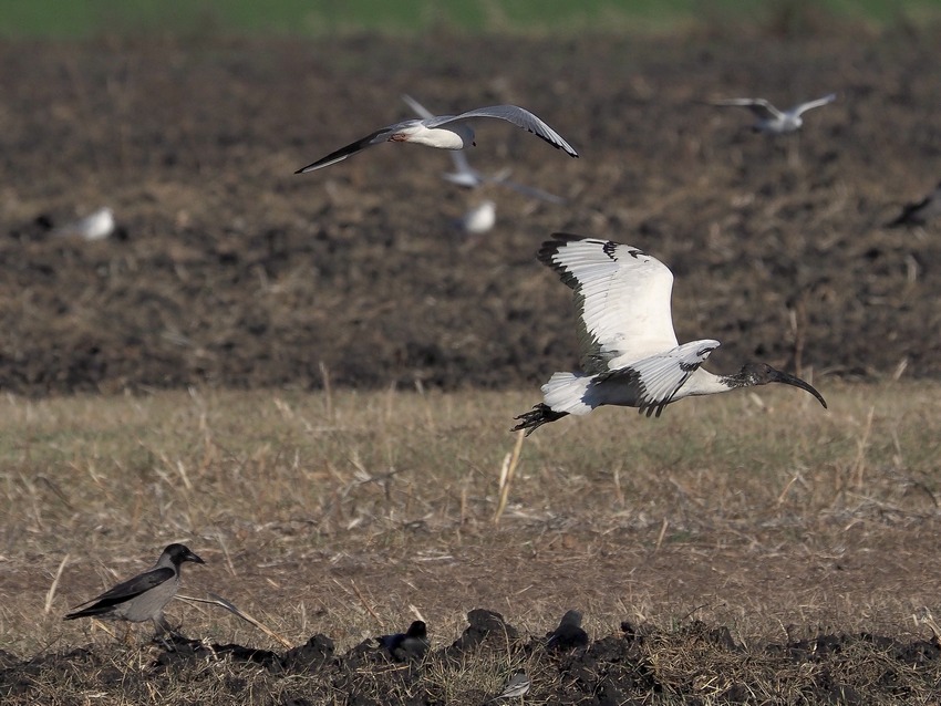 Ibis sacro (Threskiornis aethiopicus): una specie in espansione