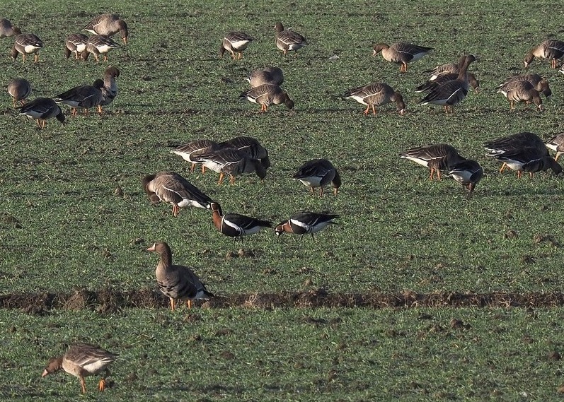 Oca collorosso (Branta ruficollis)