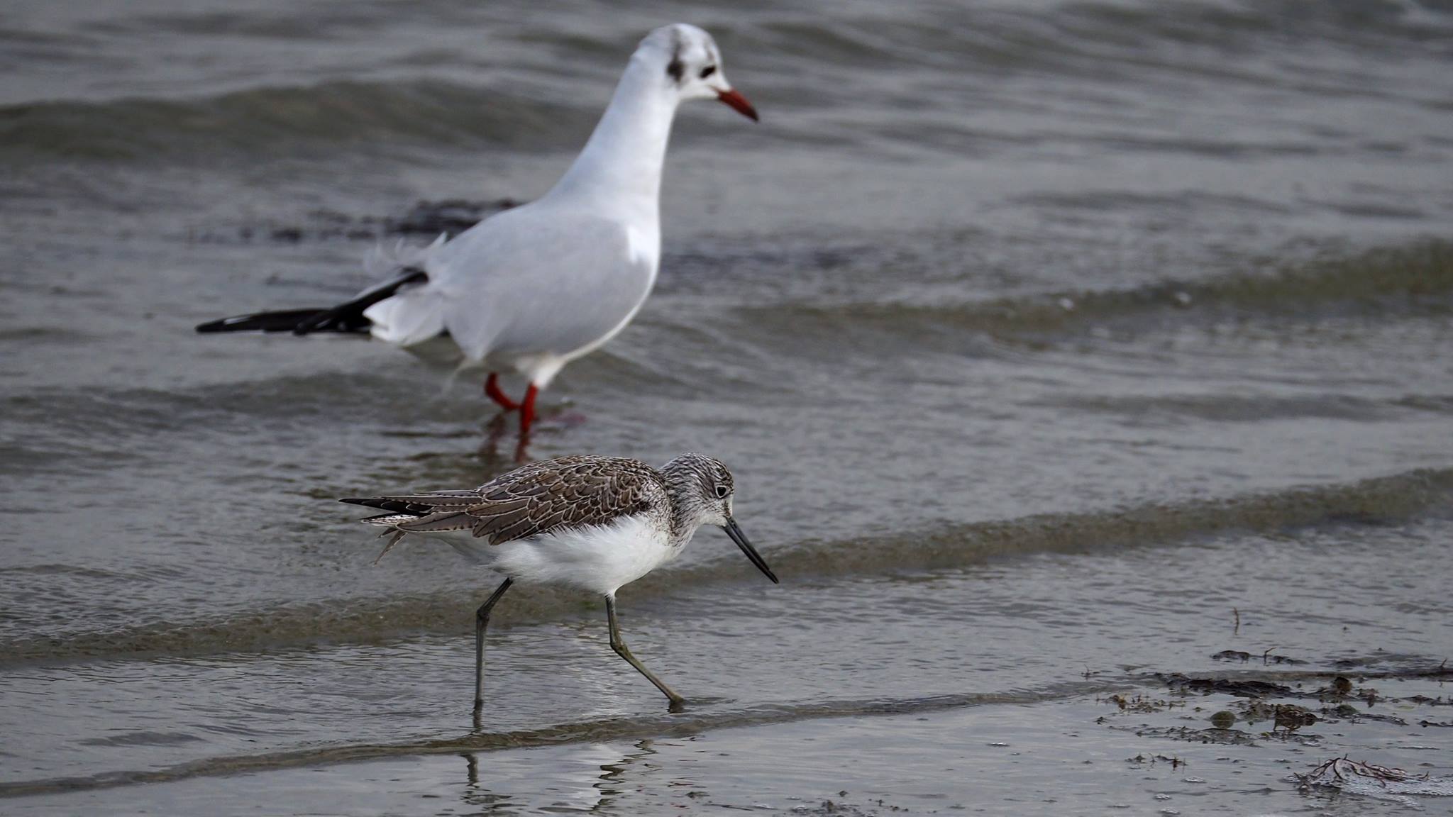 Totano Zampegialle Maggiore?  No, Pantana (Tringa nebularia)