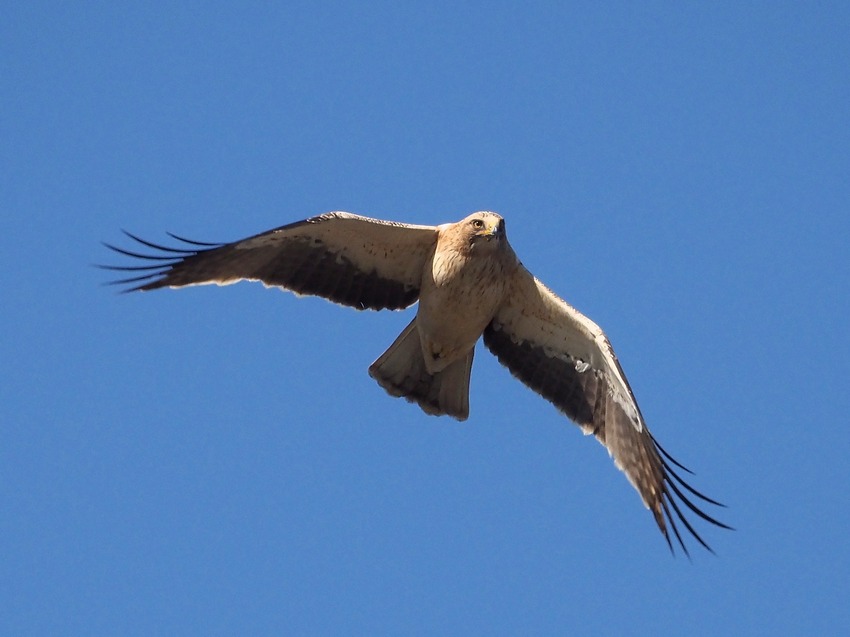 Aquila minore (Hieraaetus pennatus)