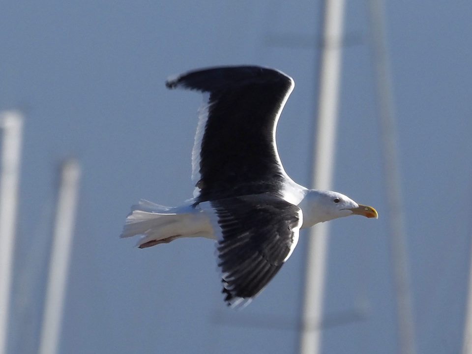 Mugnaiaccio  (Larus marinus)