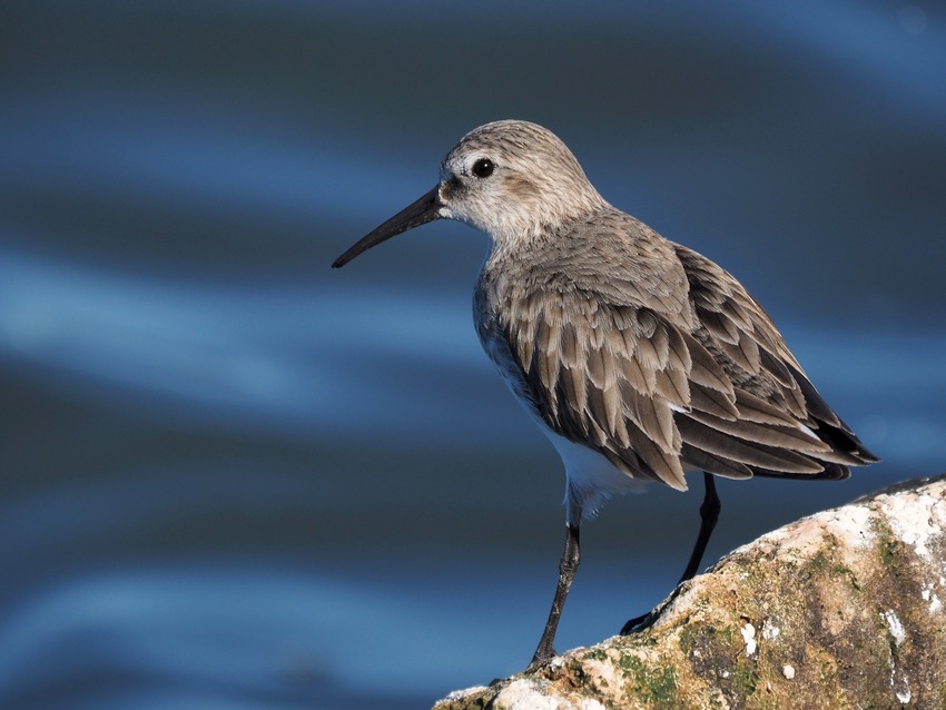 Piovanello pancianera (Calidris alpina)