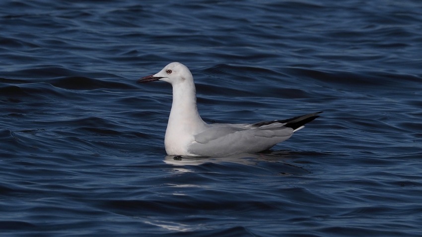 Gabbiano roseo (Chroicocephalus genei)