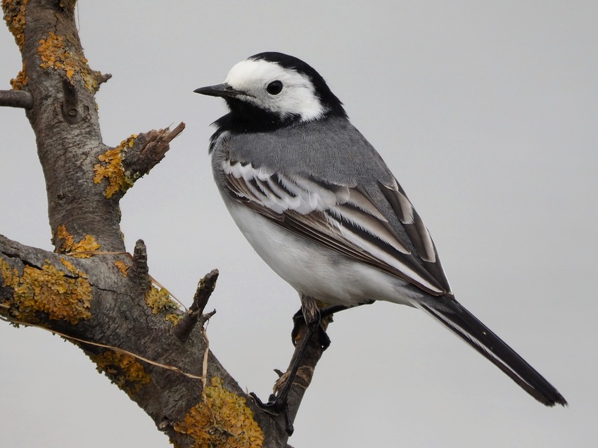 Ballerina bianca (Motacilla alba)