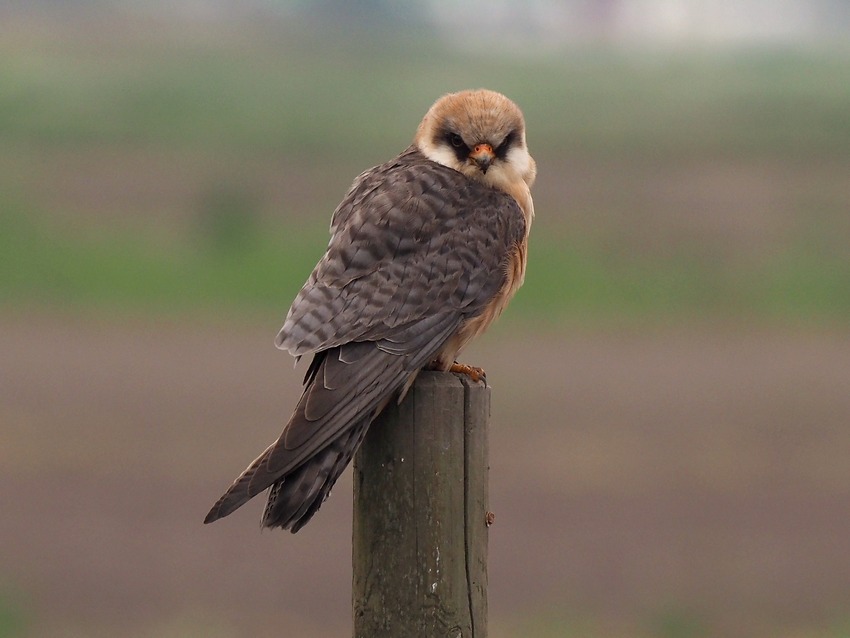 L''anno dei Falchi cuculi (Falco vespertinus)